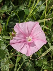 Convolvulus cantabrica