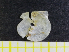 Cyclopecten hoskynsi