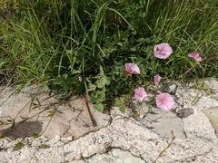 Convolvulus cantabrica