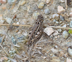 Dociostaurus brevicollis