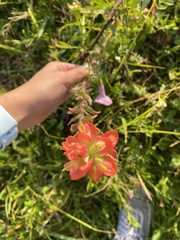 Castilleja indivisa