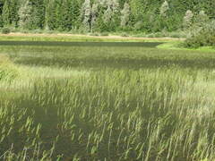 Utricularia macrorhiza