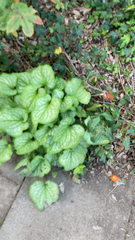 Brunnera macrophylla