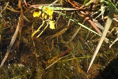 Utricularia macrorhiza