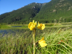 Utricularia macrorhiza