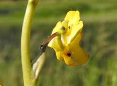 Utricularia macrorhiza