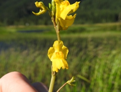 Utricularia macrorhiza