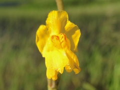 Utricularia macrorhiza