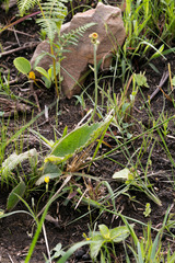 Berkheya setifera