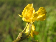 Utricularia macrorhiza
