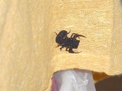 Centruroides gracilis