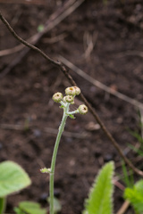 Berkheya setifera
