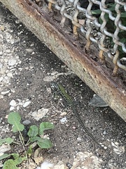 Podarcis muralis nigriventris