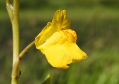 Utricularia macrorhiza