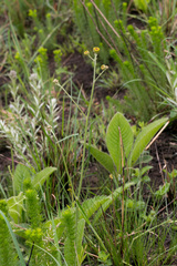 Berkheya setifera