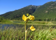 Utricularia macrorhiza