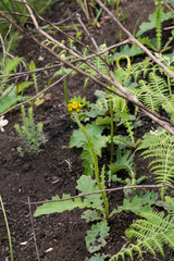 Berkheya umbellata