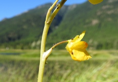 Utricularia macrorhiza
