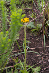Berkheya umbellata