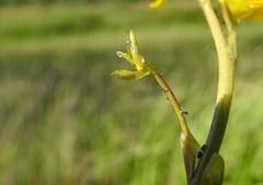 Utricularia macrorhiza