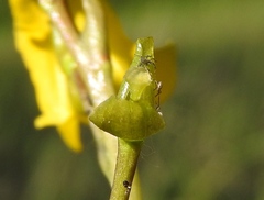 Utricularia macrorhiza