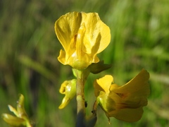 Utricularia macrorhiza