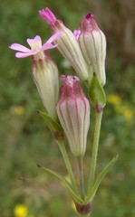 Silene rubella