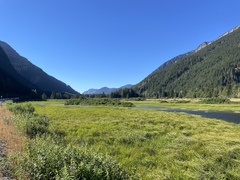 Utricularia macrorhiza