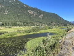 Utricularia macrorhiza
