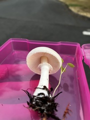 Leucoagaricus leucothites