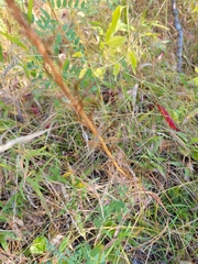 Liatris aspera