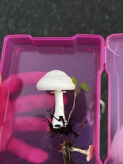 Leucoagaricus leucothites