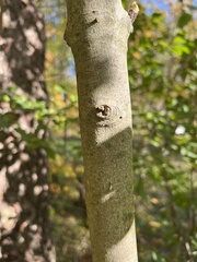 Acer rubrum