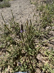 Verbena lasiostachys