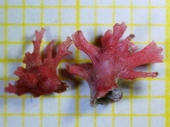 Miniacina miniacea