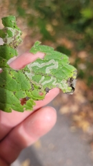Phytomyza loewii