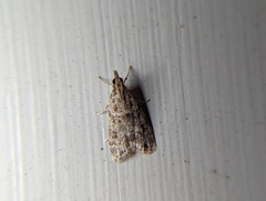 Eudonia heterosalis