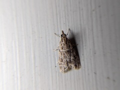 Eudonia heterosalis