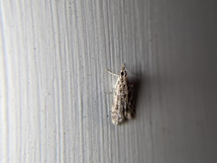Eudonia heterosalis