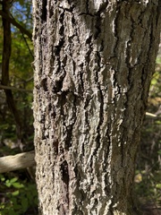 Quercus velutina