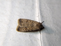 Caradrina clavipalpis