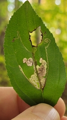 Stigmella rhamnicola