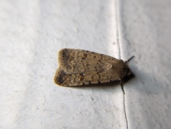 Caradrina clavipalpis