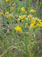 Solidago nitida