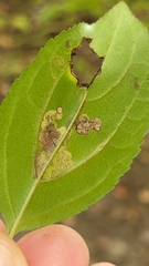 Stigmella rhamnicola