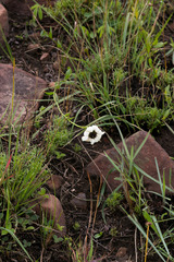 Callilepis laureola