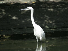 Egretta garzetta