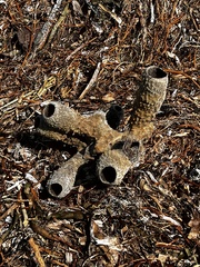 Callyspongia aculeata