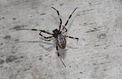 Nephilengys malabarensis