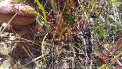 Drosera linearis
